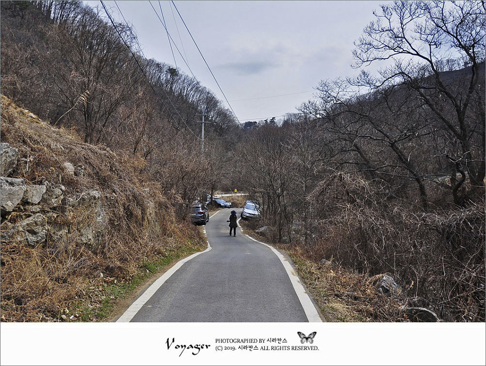 [남양주] 세정사 계곡에서 너도바람꽃과 복수초를 만나고 왔어요.(꿩의바람꽃, 현호색, 중의무릇까지)