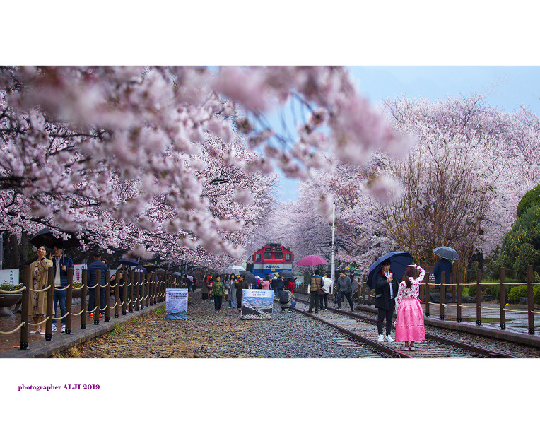 2019 3 30-진해경화역
