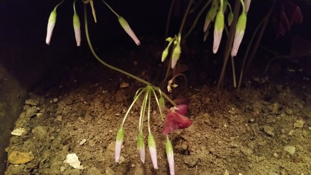 사랑초.카네이션