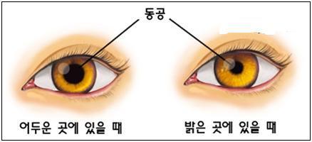 동공과 진실