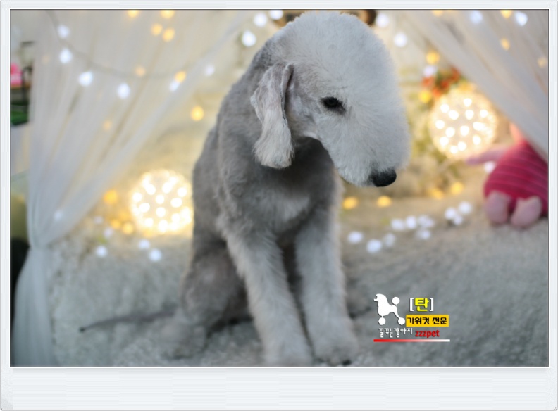 대전 베들링턴 테리어(Bedlington Terrier) 애견미용 #꿈꾸는강아지
