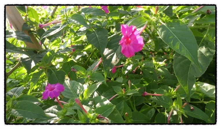 저녁의 미녀라는 분꽃