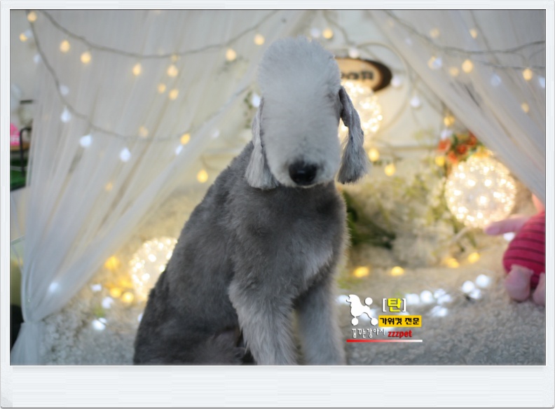 대전 베들링턴 테리어(Bedlington Terrier) 애견미용 #꿈꾸는강아지