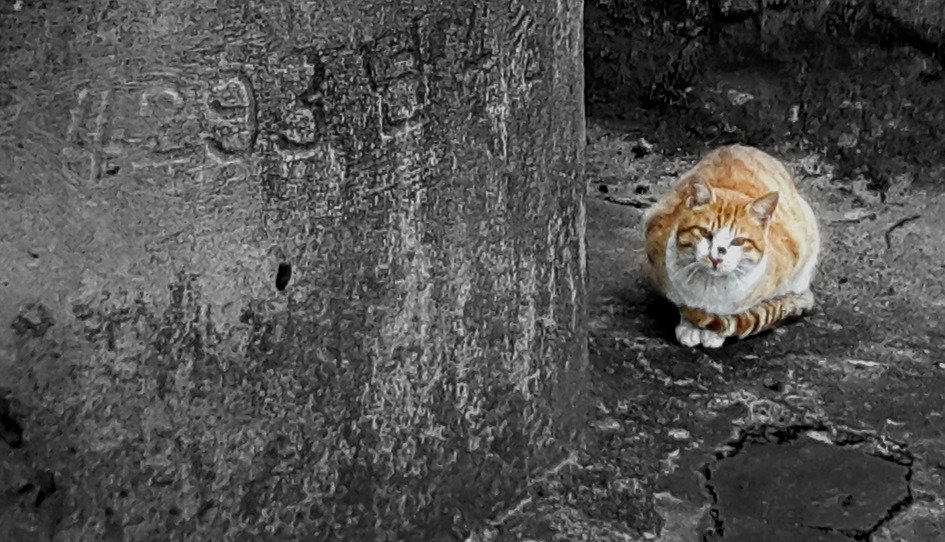 우물가의 고양이~단기4293년(서기1960년) 