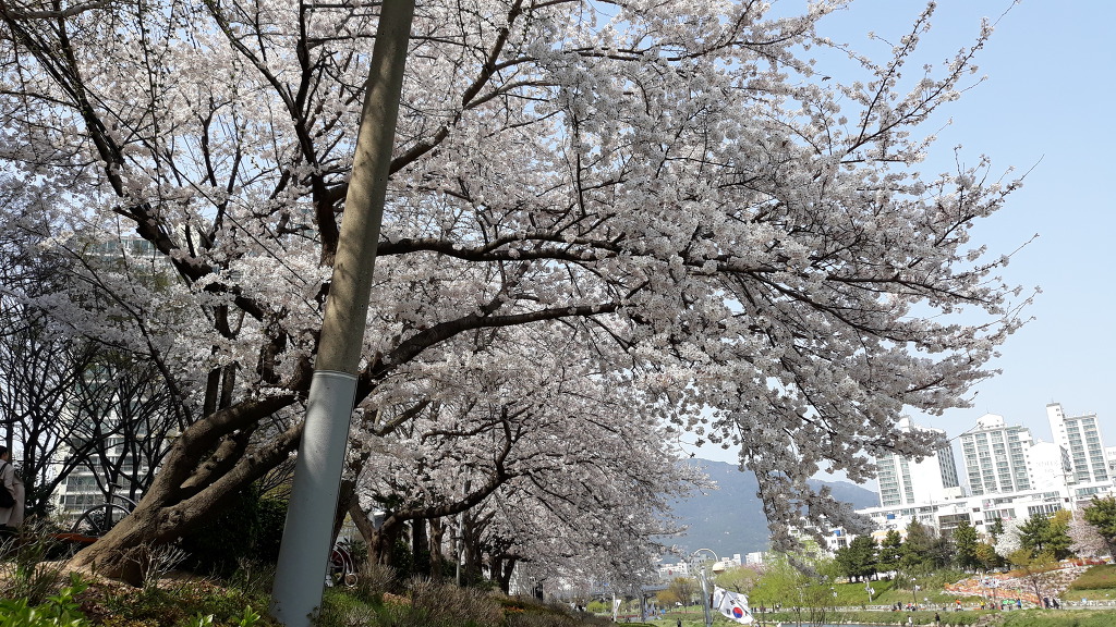 벚꽃 활짝~
