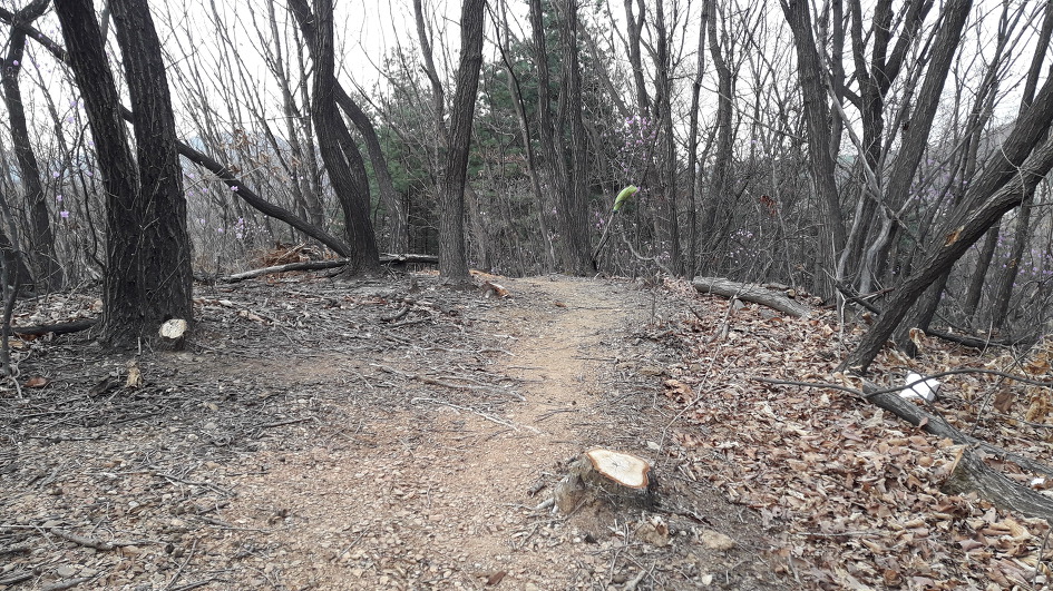 광주 태화산 미역산지나 섭산 웃골산 산길(2019년4월7일)