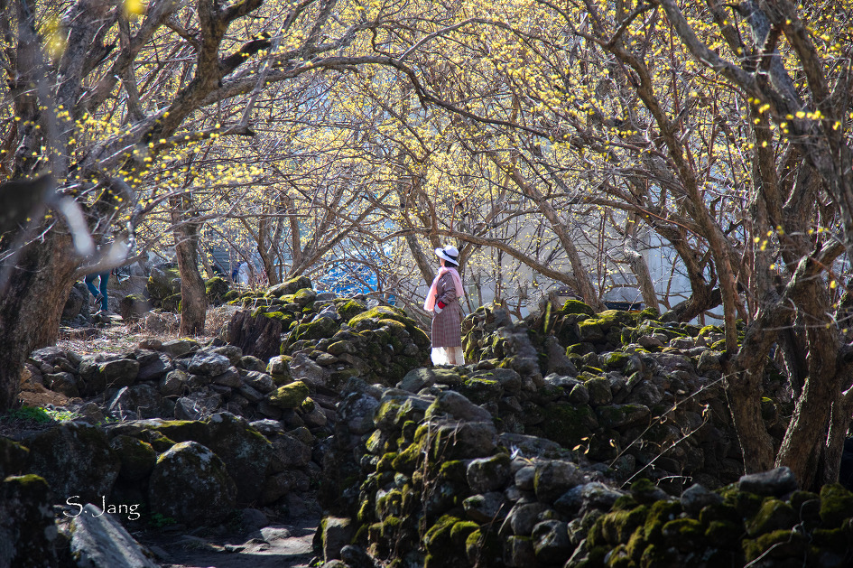 구례 산수유