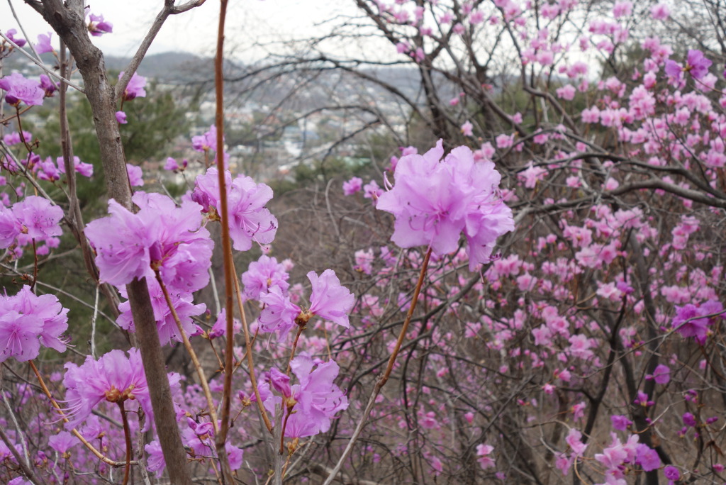 북악산과 북한산 연계 산행(2019.4. 6(토))