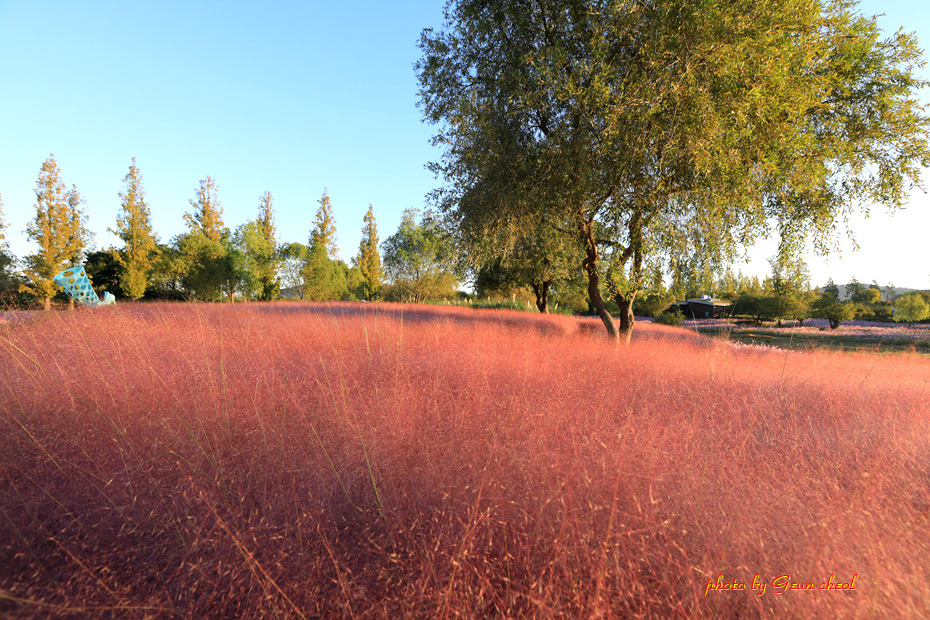 핑크뮬리..2018, 10,12
