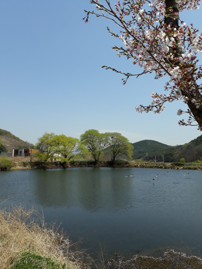 경산의 봄