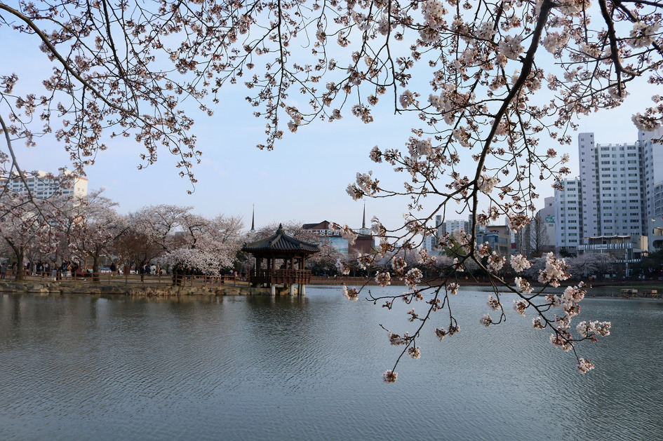운천호수에 봄나들이 나온 서해온을 아시나요?
