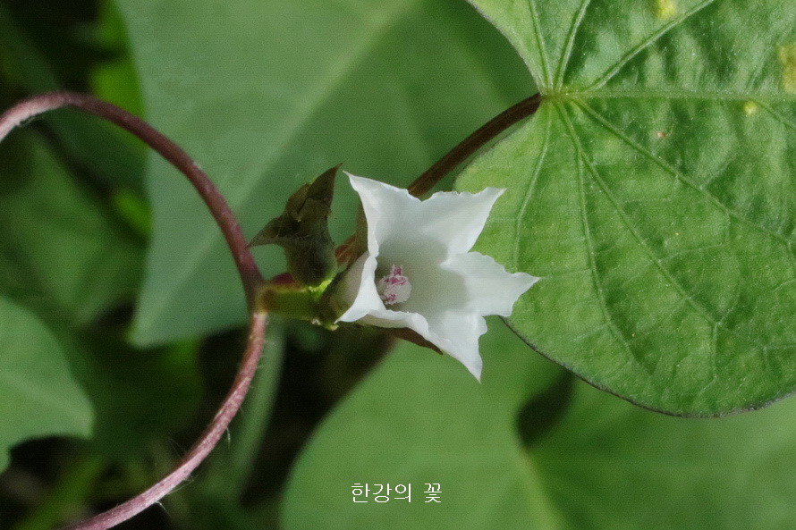 애기나팔꽃