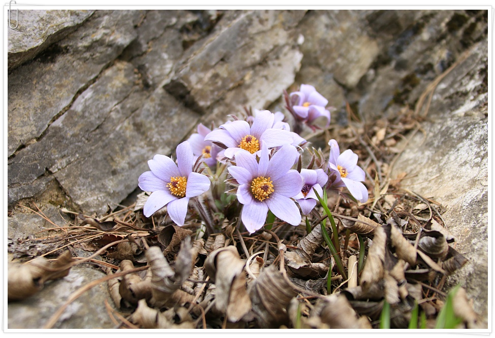 동강 할미꽃 ....  2019 . 3.23