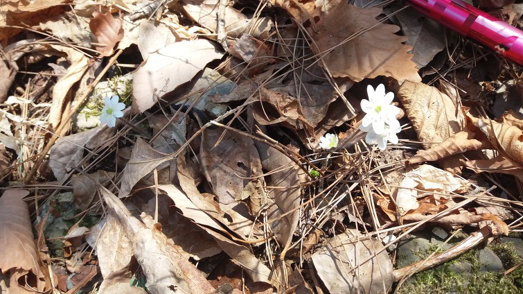 노루귀와 복수초,산수화  (3월 26일,28일 )