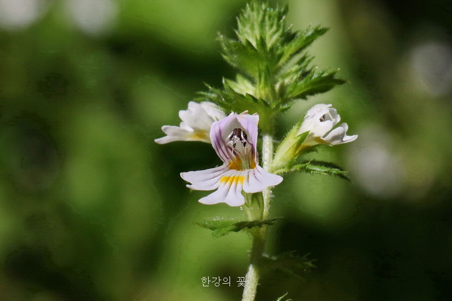 벨리카 플라니나-하산