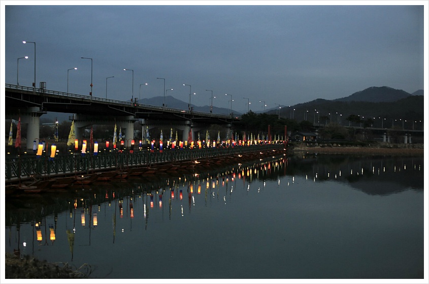 양수리에서 만난 큰고니들... 2018, 11, 29