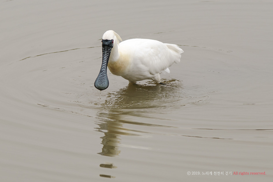 저어새를 다시 보고 왔습니다.