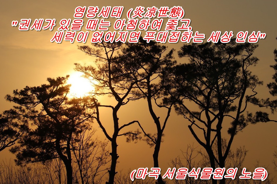 염량세태  (炎凉世態)