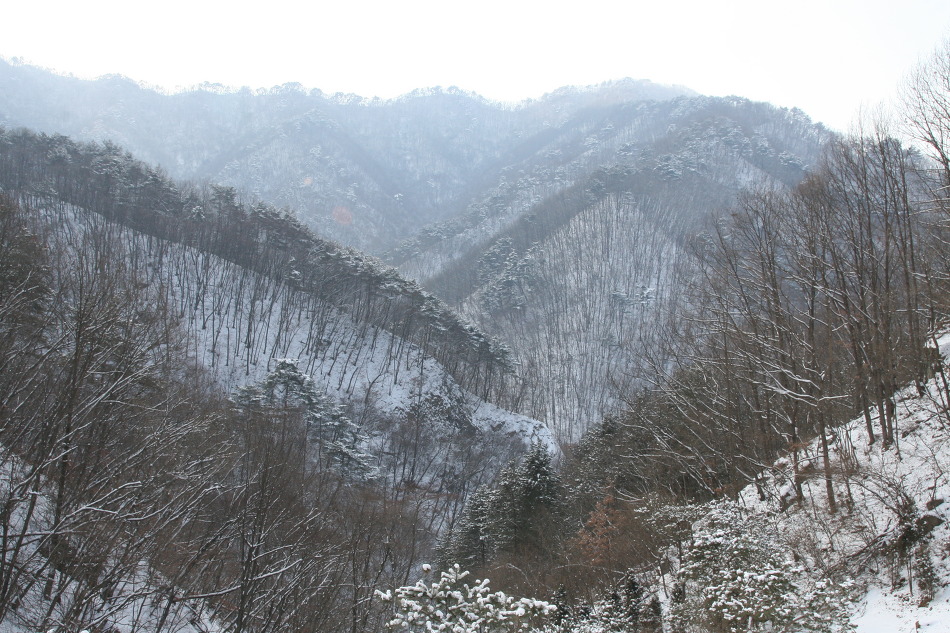 자연주의와산야초 이미지